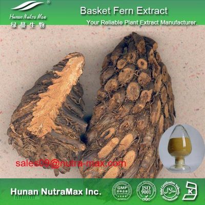 basket fern extract