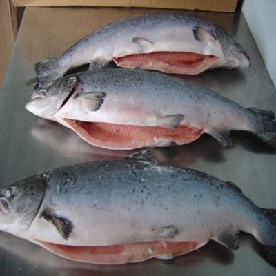 Salmon / Fresh Frozen Salmon Fish