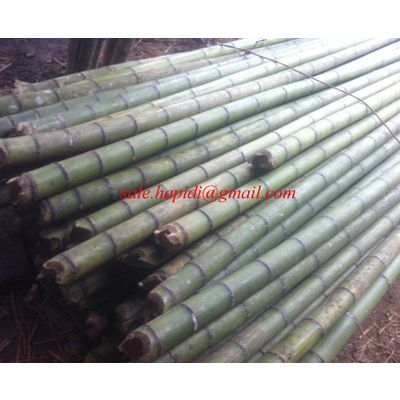 Bamboo pole