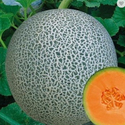 Green net hami melon hybrid seeds