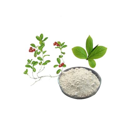 Chinese Standard Manufacturer Supply UVA Ursi Leaf extract, 20%~98% Arbutine