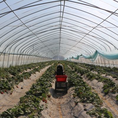 High Hoop Tunnel Polyethylene Film Single-span Greenhouse For Agriculture