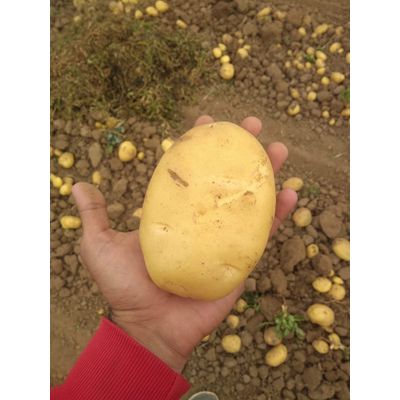 Khyati Potato