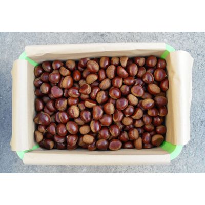 Fresh Chestnut(Plastic Container packing)