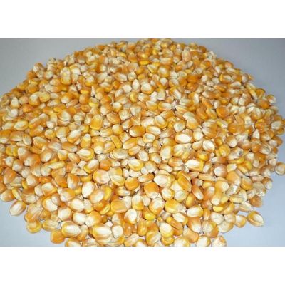 Cheep Corn Price Baby Yellow Corn Grit For Animal Consumption Feed