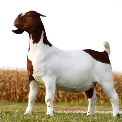 High Quality Live Stock Boer Goat Available For Sale