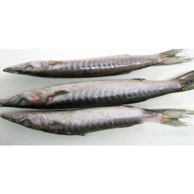 Frozen Whole Round Barracuda Fish (Sphyraena Barracuda) for sale