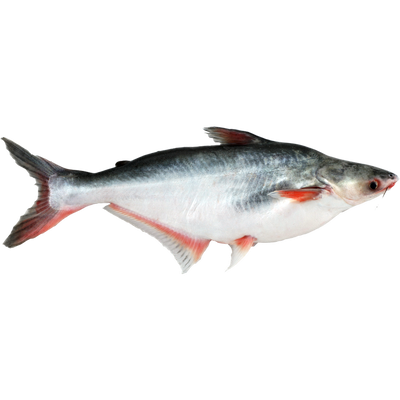 Whole Round Pangasius with High Quality, Competitive Price and On-Time Delivery (Wehapi.vn)