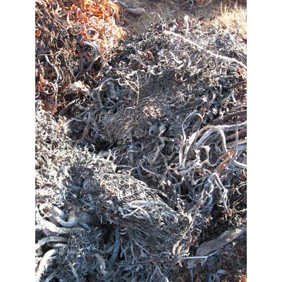 Seaweeds Lessonia Nigrences