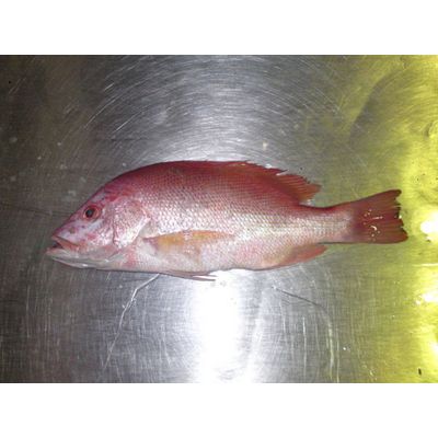 Whole Round Frozen Red Snapper Fish Available For Sale