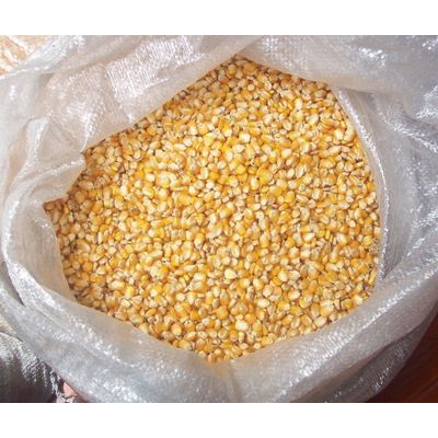 Best Quality Natural Yellow Corn /Maize For Animal Feed