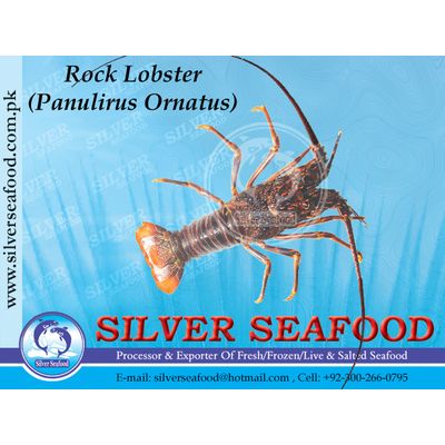 Live Rock Lobster ,Panulirus Ornatus,Lobster