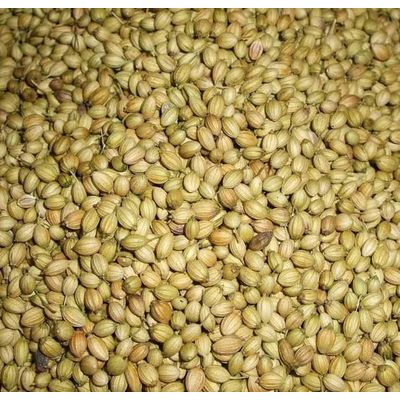 Rich Quality Organic Coriander Seeds at Bulk Price