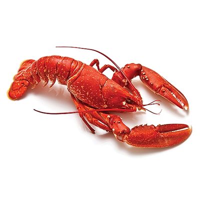Wholesale Frozen Lobster / Frozen Lobster Tails / Fresh Live Lobsters