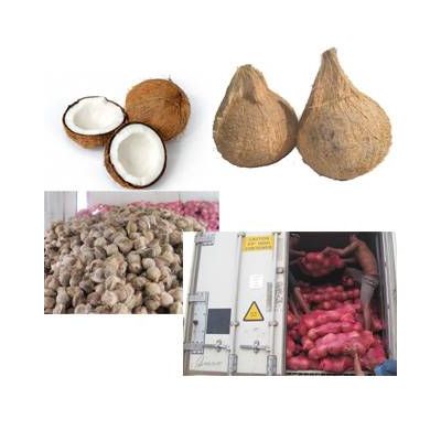 Semi Husked - Fresh Mature Coconut