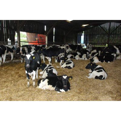 Holstein Heifers Cattle, Aberdeen Angus