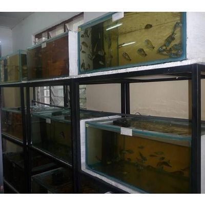 Wild Caught Tangayika And Malawi Cichlids - Hangkui Sea-Products & Co Ltd