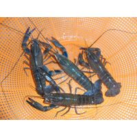 Life red claw crayfish thumbnail image