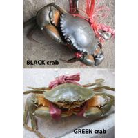 LIVE green crab and black crab thumbnail image