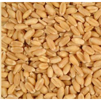 Wheat Grain FEED WHEAT- GRADE A thumbnail image