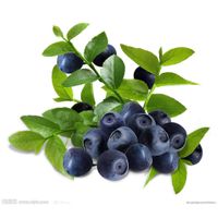 Bilberry Extract For Protecting Eyesight thumbnail image