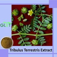 Tribulus Terrestris Extract thumbnail image