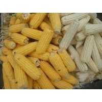 Sell White and Yellow Corn For Both food and Animal Feed thumbnail image