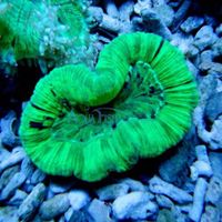 LPS Hard Coral - Open Brain thumbnail image