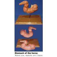 VM031: stomach of the horse thumbnail image