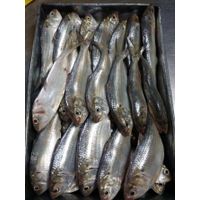 Offer Bullet tuna and sardine for canning factory thumbnail image