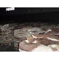 Wet Salted & Dry Salted Donkey Hides and Cow Hides, Cattle Hides Inquire now thumbnail image