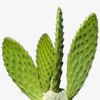 Cactus Extract 5:1 manufacturer top quality comprtitive price thumbnail image