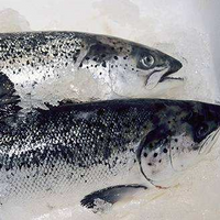 Buying Norwegian Salmon thumbnail image