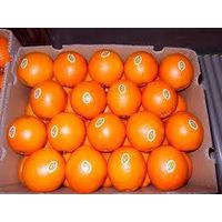 Fresh Navel Oranges for sale thumbnail image