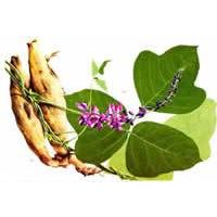 Pueraria Extract thumbnail image