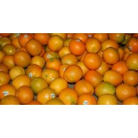 Fresh Valencia Oranges thumbnail image