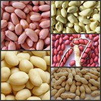 Supply the peanut kernels, peanut in shell, blanched peanut, roasted and salted peanuts thumbnail image