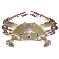 Crab thumbnail image