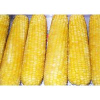 yellow sweet corn thumbnail image