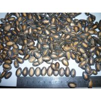 New Crop Chinese Black Watermelon Seeds thumbnail image