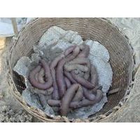 Live bait worms for fishing. thumbnail image