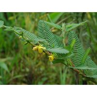 Cassia Nomame Extract thumbnail image
