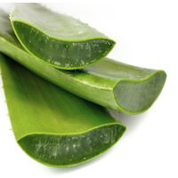 Premium Quality From Farmer Vietnam With 50 to 60 cm 100% Organic Freeze Aloe Vera thumbnail image