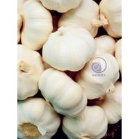 Pizhou Fresh Pure-White / Red Garlic thumbnail image