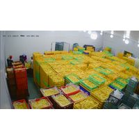 Soft Dried Pineapple - SOFT DRIED FRUIT From VIETNAM Famous Manufacture 100% PURE NATURAL thumbnail image