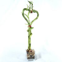 heart shape lucky bamboo plants wholesale Mother Day's Gift, Valentine's Gift - Wrappped Around my H thumbnail image