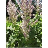 Clary sage oil thumbnail image