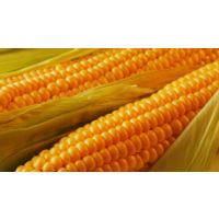 Yellow Corn (Russia Origin) thumbnail image