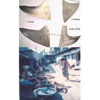 Dried Shark Fin & Seafoods thumbnail image