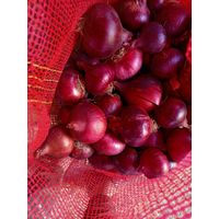 Egyptian Fresh Onion Supplier and Exporter thumbnail image